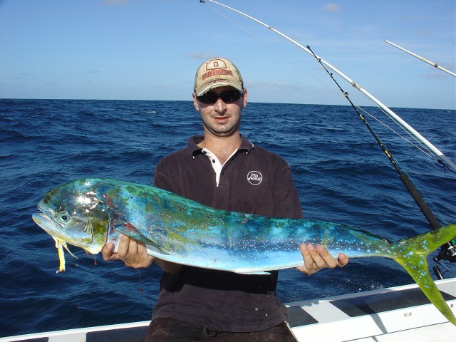 Dolphinfish Exxy